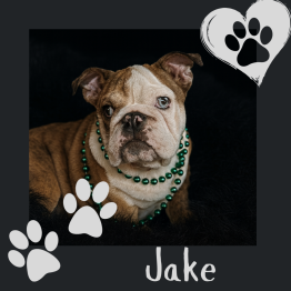 English bulldog for sale