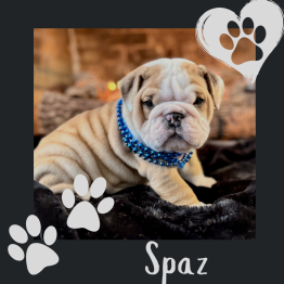 English bulldog for sale 