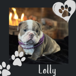 English bulldog for sale 