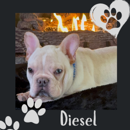 French Bulldog for sale