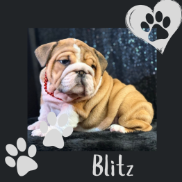 English Bulldog Puppies for sale