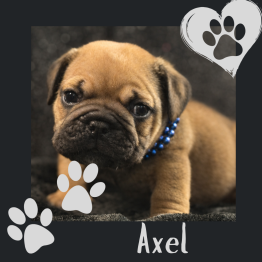 English bulldog puppy