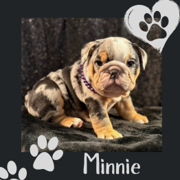 Merle English for sale