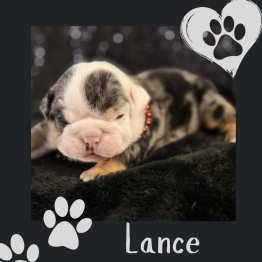 Merle English bulldog puppy 