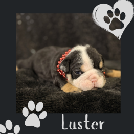 Black tri English bulldog puppy 