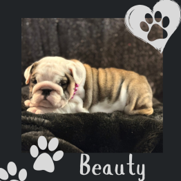 English bulldog puppy for sale 