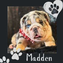 Merle English bulldog for sale