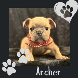 English bulldog puppy