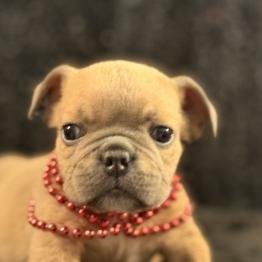 English Bulldog Puppies for sale