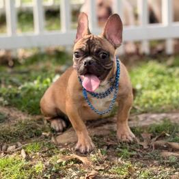 French bulldog 