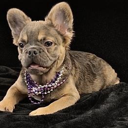 Fluffy frenchie 