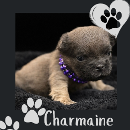 Fluffy frenchie for sale