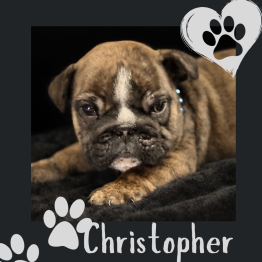 English bulldog puppy for sale
