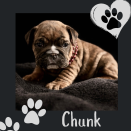 English bulldog for sale 