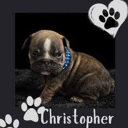 English bulldog for sale 