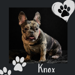 Frenchie puppy for sale