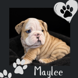 English bulldog for sale 