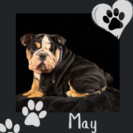 English bulldog for sale 