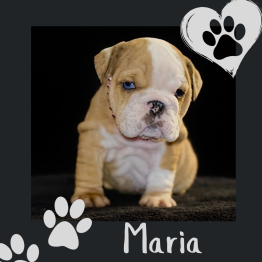 English bulldog for sale 