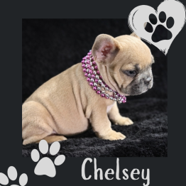 Frenchie for sale