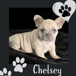 French Bulldog for sale