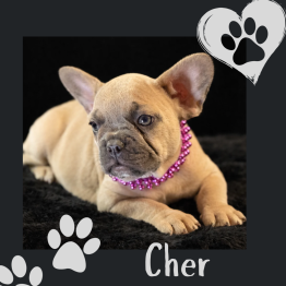French Bulldog Puppies