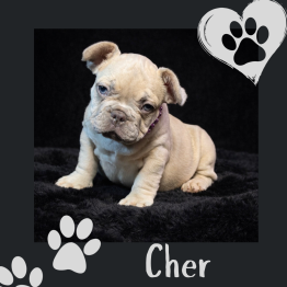 Frenchie for sale 