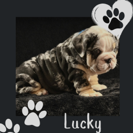 English bulldog puppy 