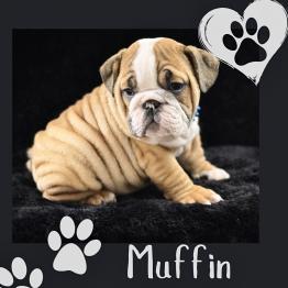 English Bulldog Puppy