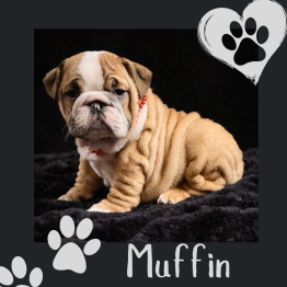 English bulldog for sale 