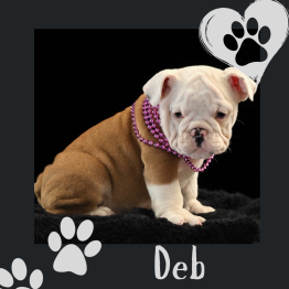 English bulldog for sale