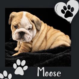 English Bulldog Puppy for Sale