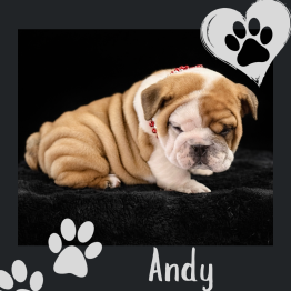 English bulldog for sale 