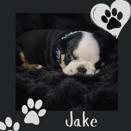 English bulldog for sale 