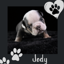 English bulldog for sale 