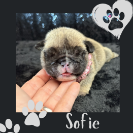 English bulldog for sale
