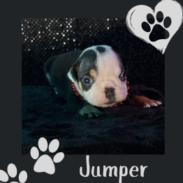 English bulldog for sale 