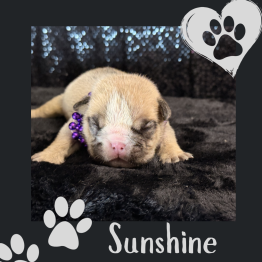 English bulldog for sale