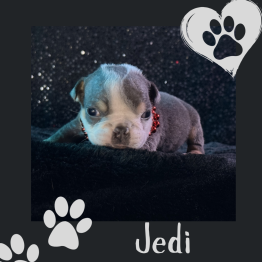 English bulldog for sale 