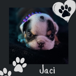 English bulldog for sale 
