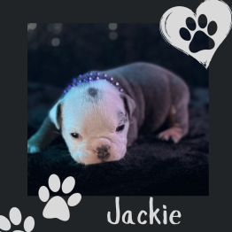 English bulldog for sale 