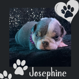 English bulldog for sale 
