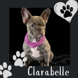 Blue French Bulldog puppy