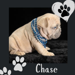 Frenchie for sale 
