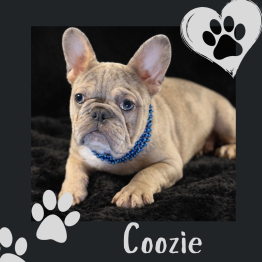 French Bulldog for sale