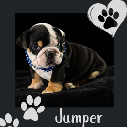 English bulldog for sale 