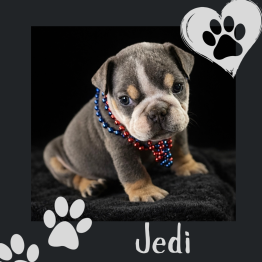 English bulldog for sale 