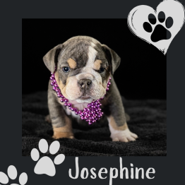English bulldog for sale 