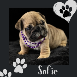 English bulldog for sale