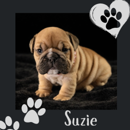 English bulldog for sale